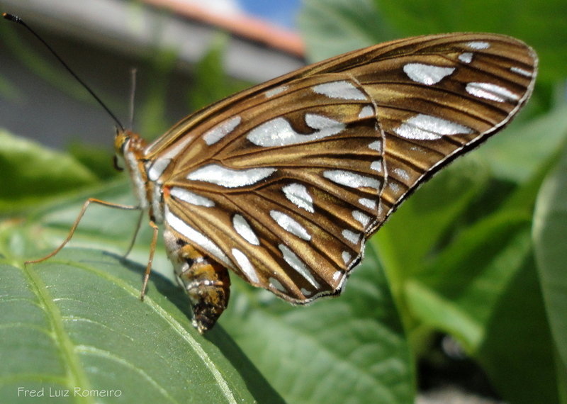 Gulf Fritillary