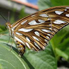 Gulf Fritillary