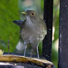 Ecuadorian Thrush