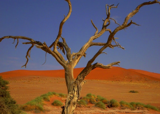 Deserto di coco1971