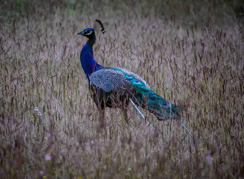 peacock+dandeli+jungle+safari.jpg