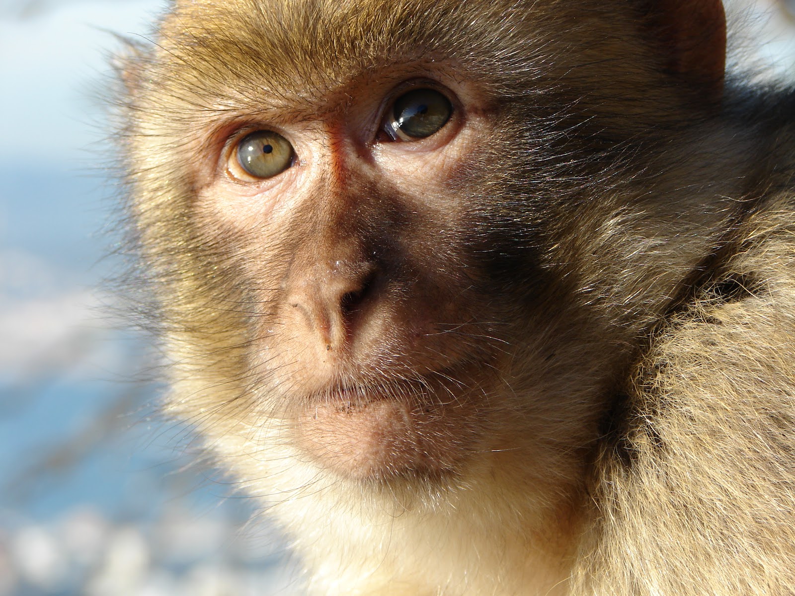 Barbary macaques in Gibraltar - Wikipedia