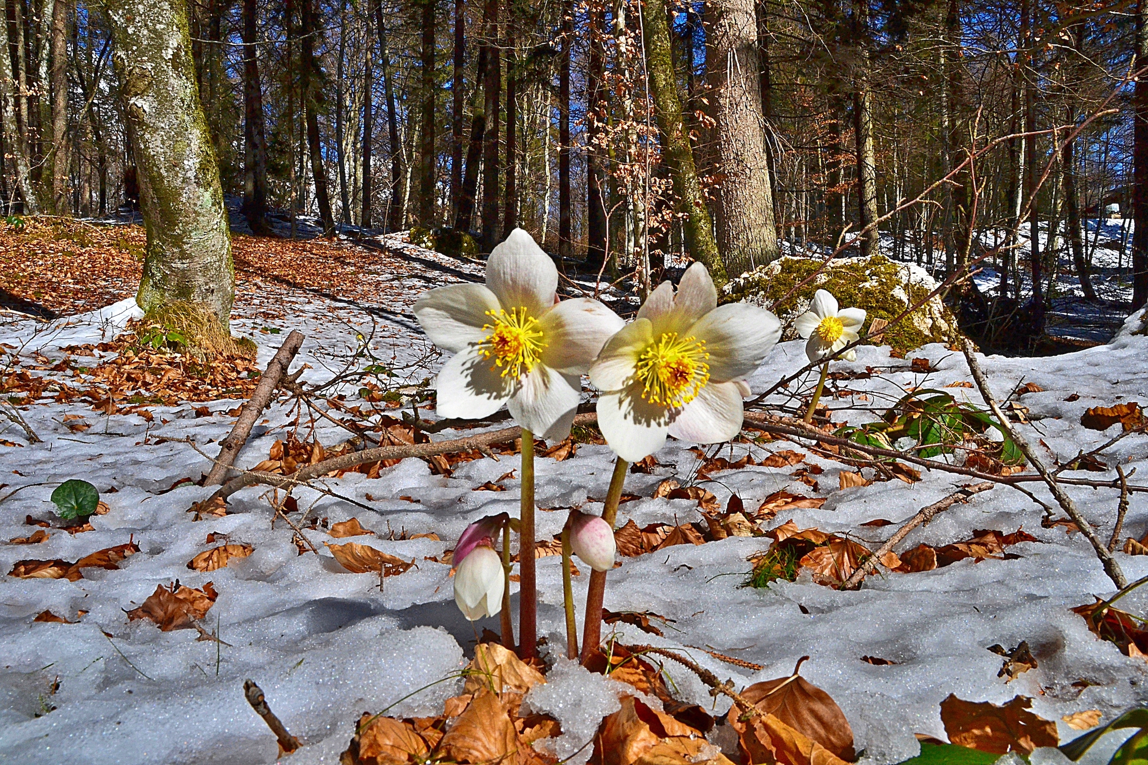 Marzo.......e tutto rinasce !!!! di giuseppedangelo