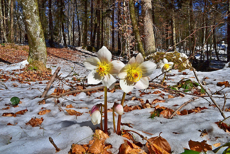 Marzo.......e tutto rinasce !!!! di giuseppedangelo