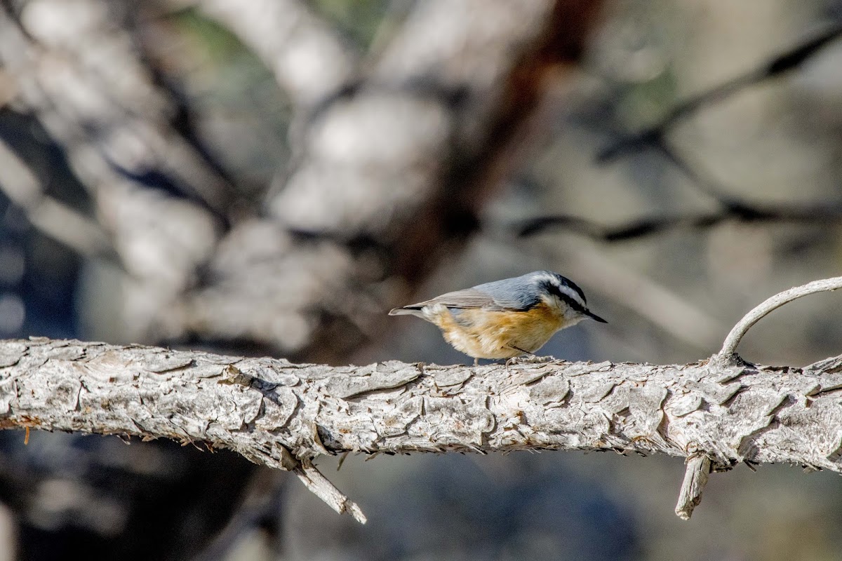 Red Breasted Nuthatch