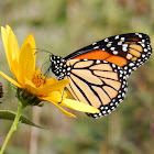 Monarch Butterfly