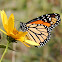 Monarch Butterfly