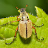 Rose Chafer