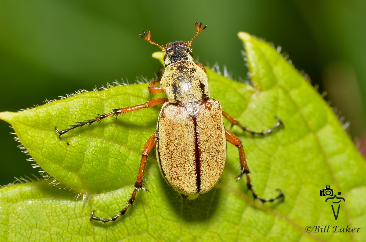 Rose Chafer