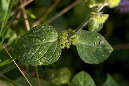 Mentha aquatica