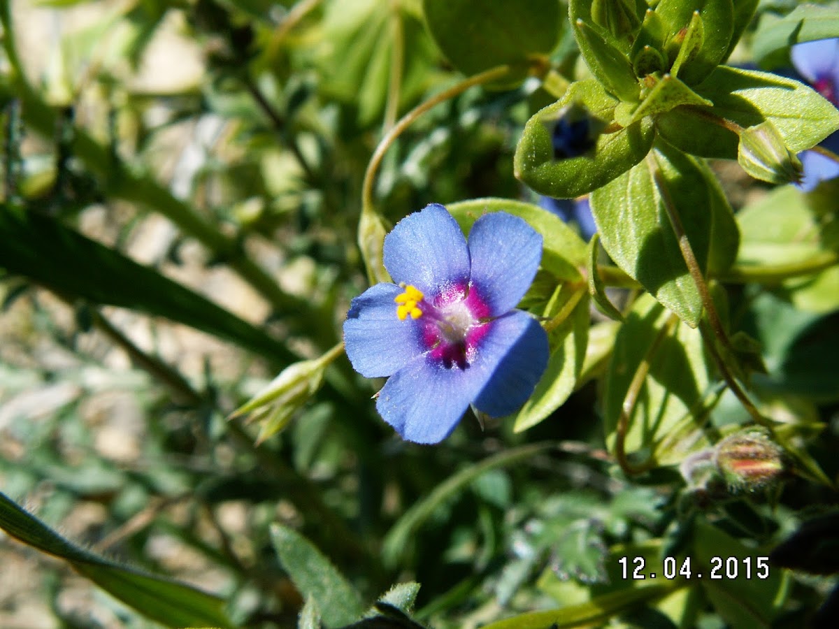 Scarlet Pimpernel