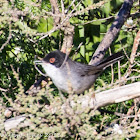 Sardinian Warbler; Curruca Cabicinegra