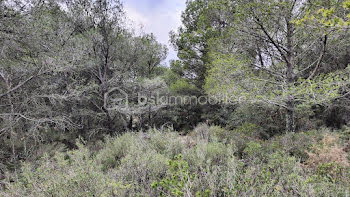 terrain à Sigean (11)