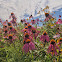 Purple Coneflower