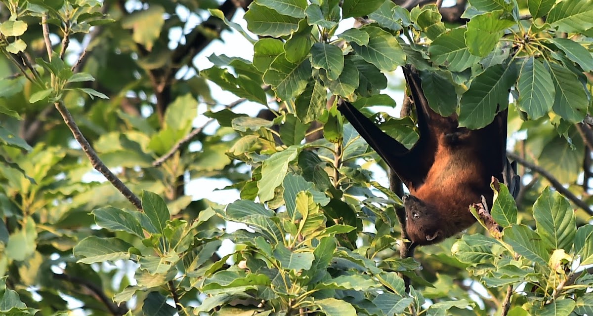 Indian Flying Fox or Great Indian Fruit Bat