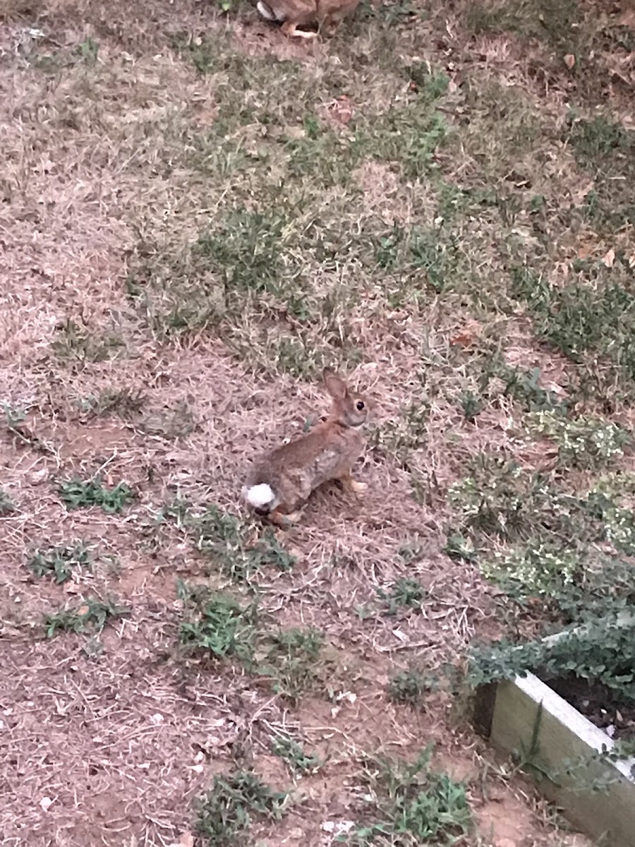 Eastern Cottontail