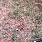 Eastern Cottontail