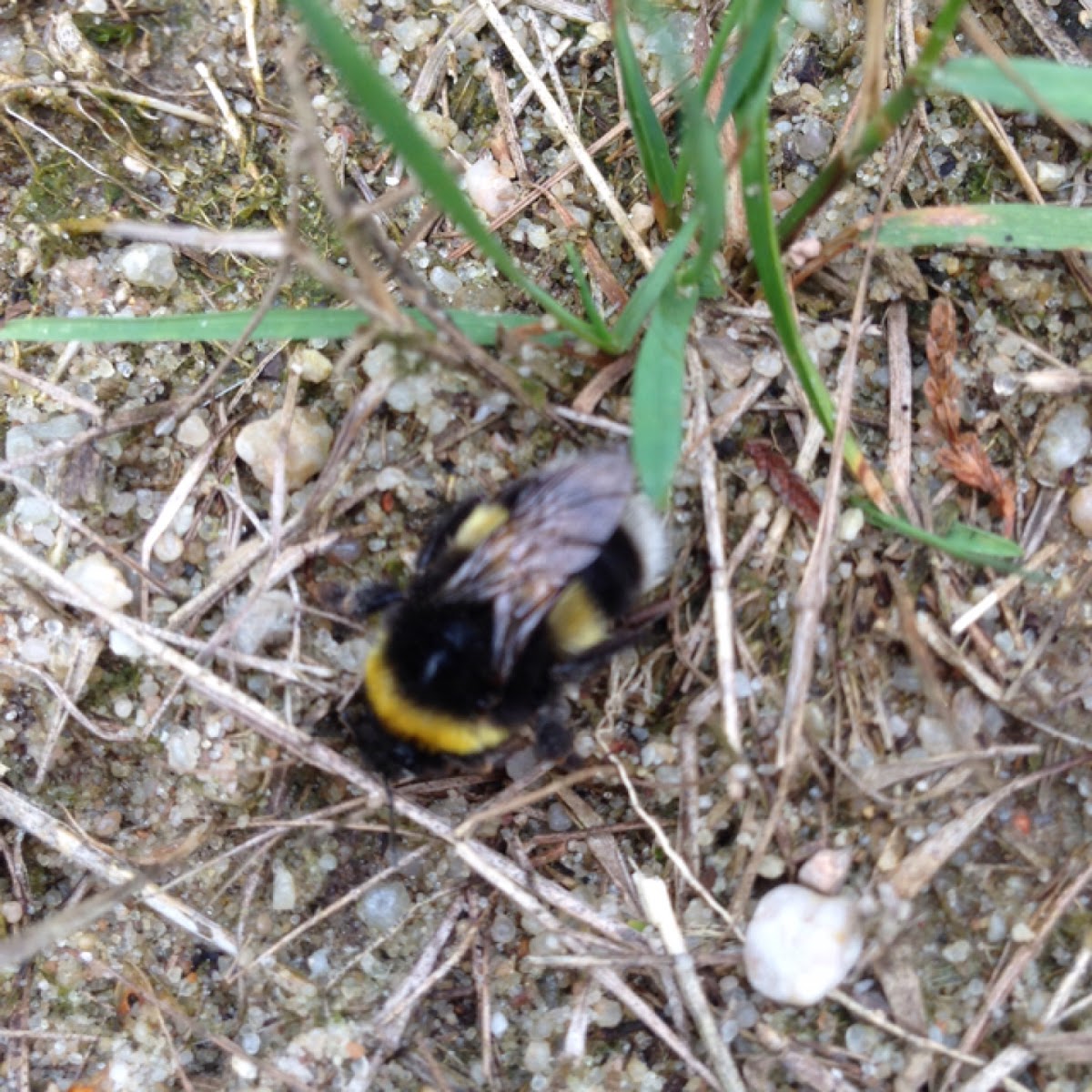 Large earth bumblebee