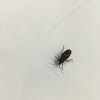 Box elder bug