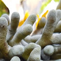 Dead man's fingers