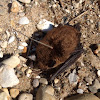 Big Brown Bat