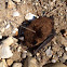 Big Brown Bat