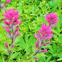 magenta paintbrush