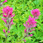 magenta paintbrush