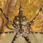 Two-tailed Spider