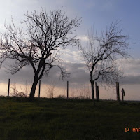 Alberi di 