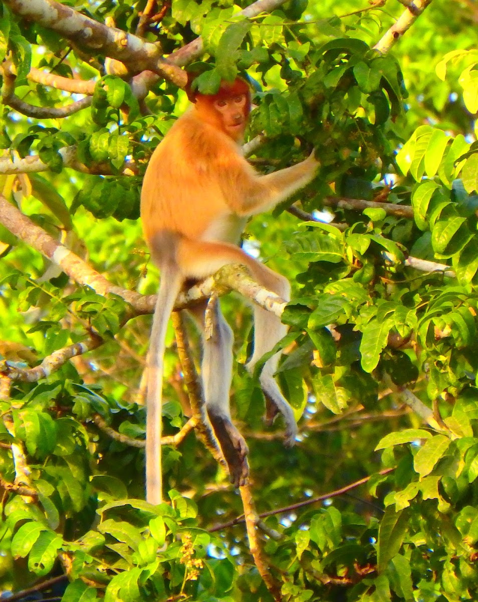 Proboscis monkey (juvenile)