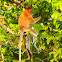 Proboscis monkey (juvenile)