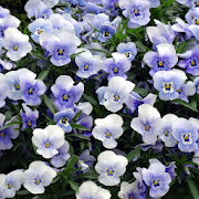 Pansies Jigsaw Puzzles  Icon