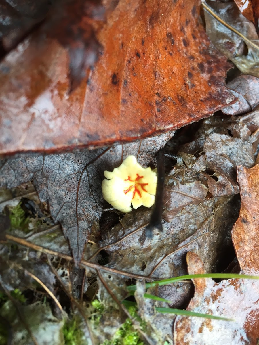 Yellow-stalked puffball