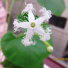 Snake Gourd (flower to fruit)