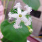 Snake Gourd (flower to fruit)