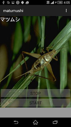 虫の鳴き声マツムシ Androidアプリ Applion