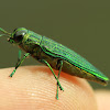 Emerald Jewel Beetle