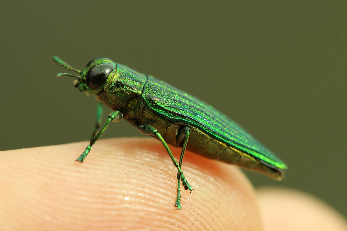 Emerald Jewel Beetle