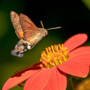 Butterfly owls