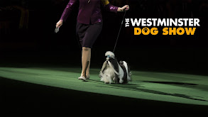 The Westminster Dog Show thumbnail