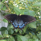 Eastern Tiger Swallowtail