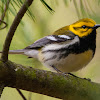 Black-throated Green Warbler