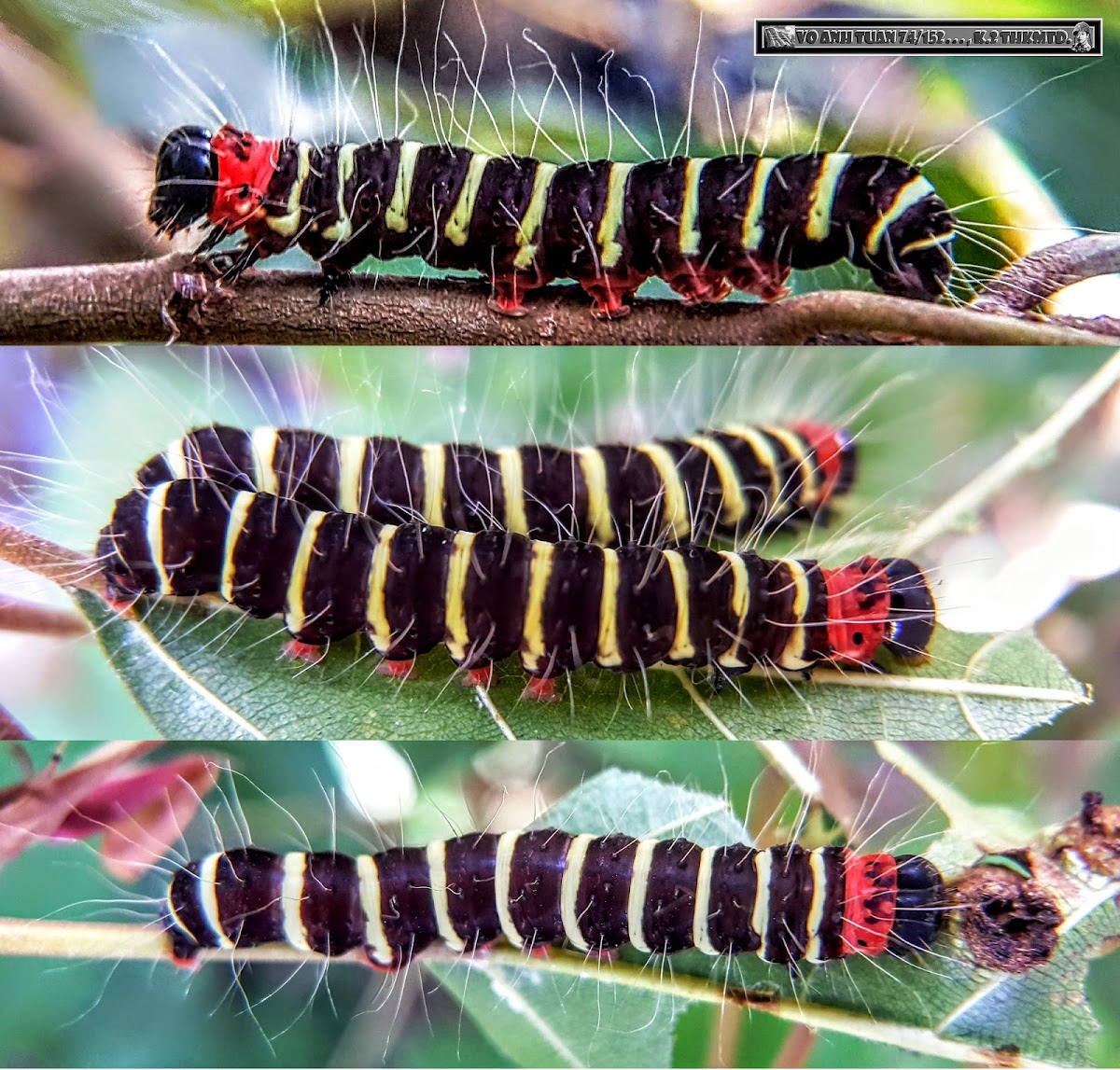 Tiger moth larvae