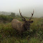 Sri Lankan sambar deer