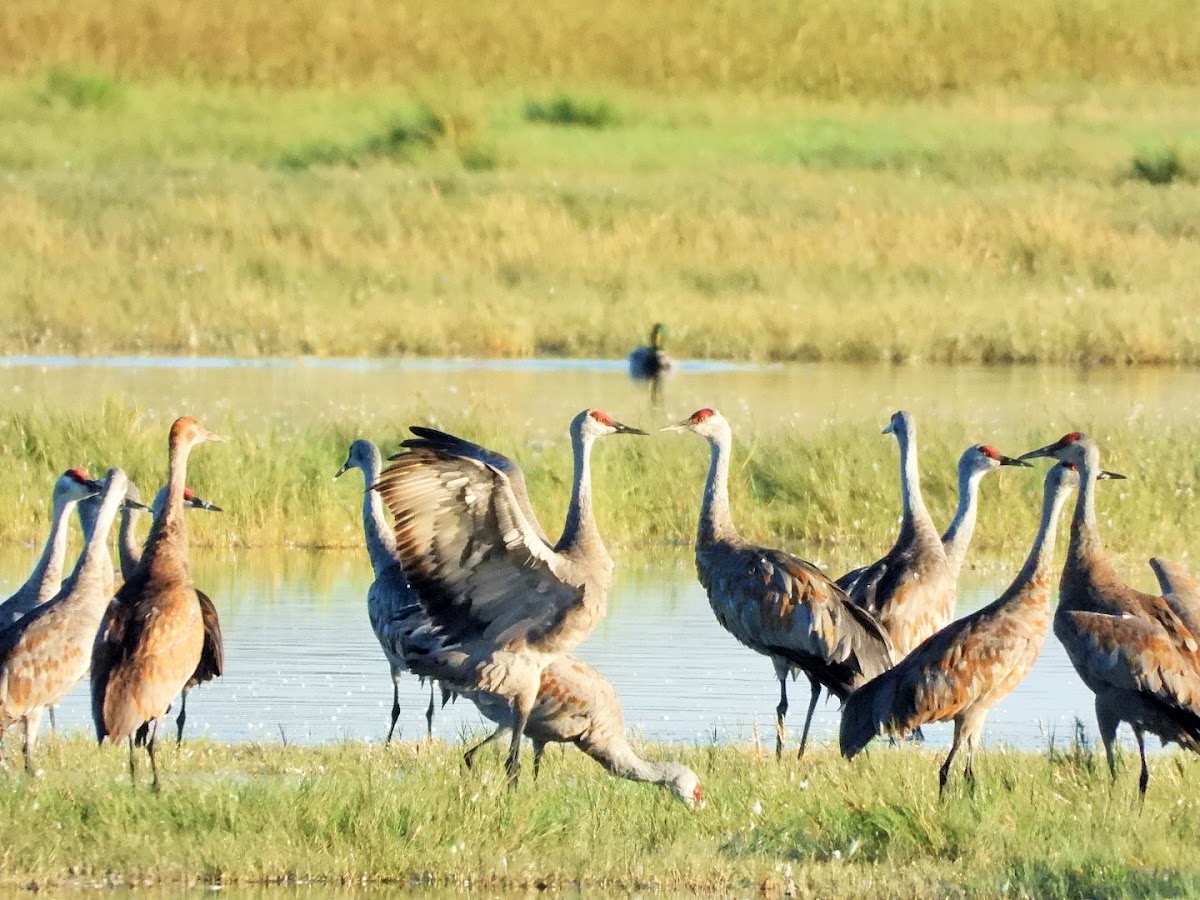 Sandhill crane