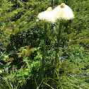 Beargrass