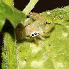 Jumping Spider