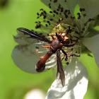 Thick-headed fly