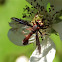 Thick-headed fly